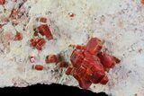 Large, Lustrous, Ruby Red Vanadinite Formation - Morocco #80540-1